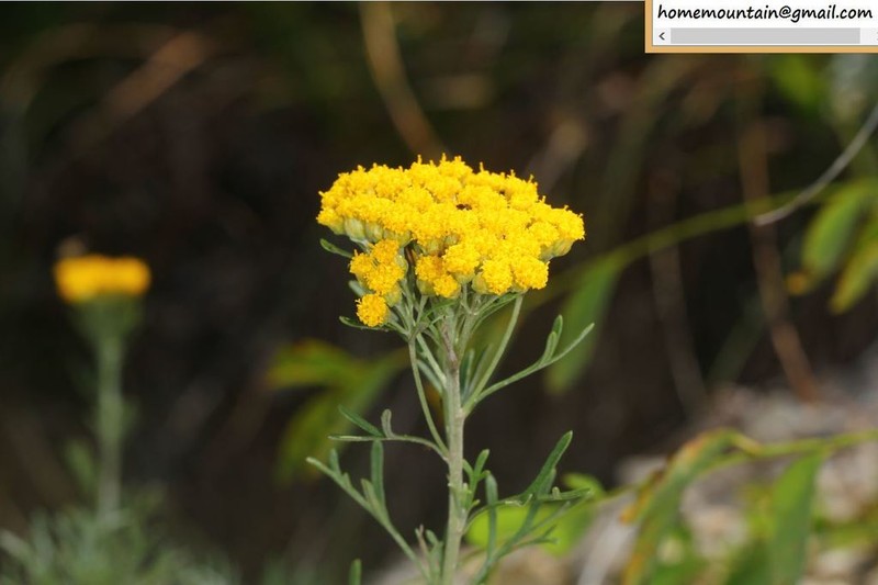 Ajania parviflora photo 2