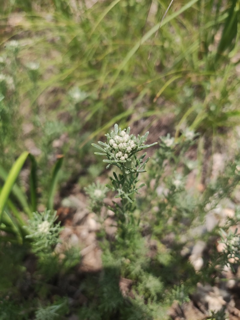 Ajania parviflora photo 3