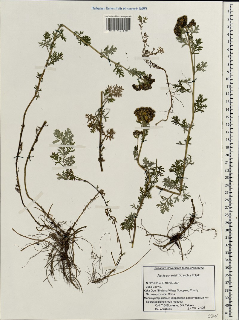 Ajania potaninii