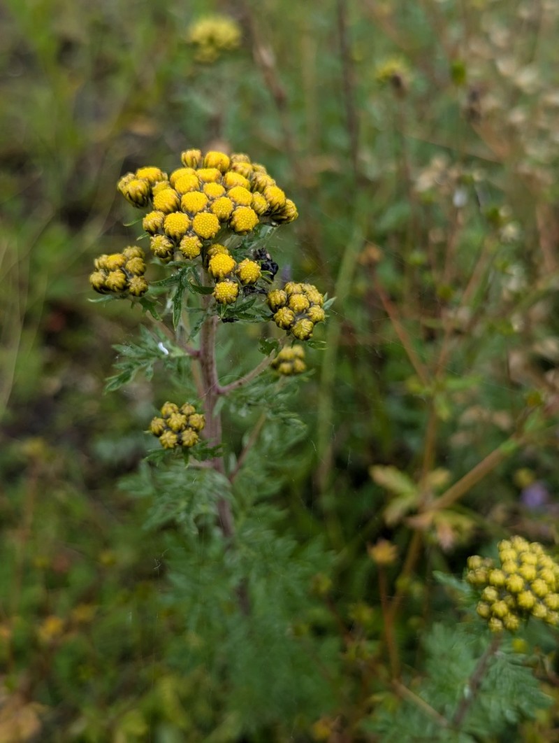 Ajania przewalskii