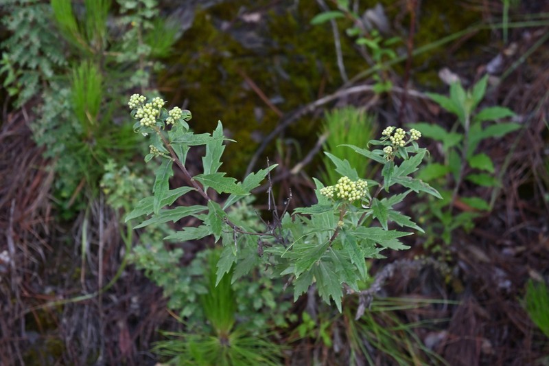 Ajania quercifolia