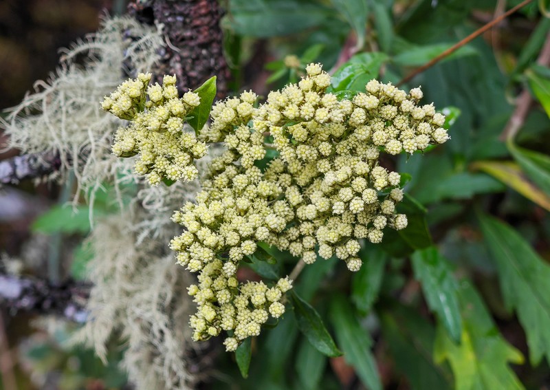 Ajania quercifolia photo 2