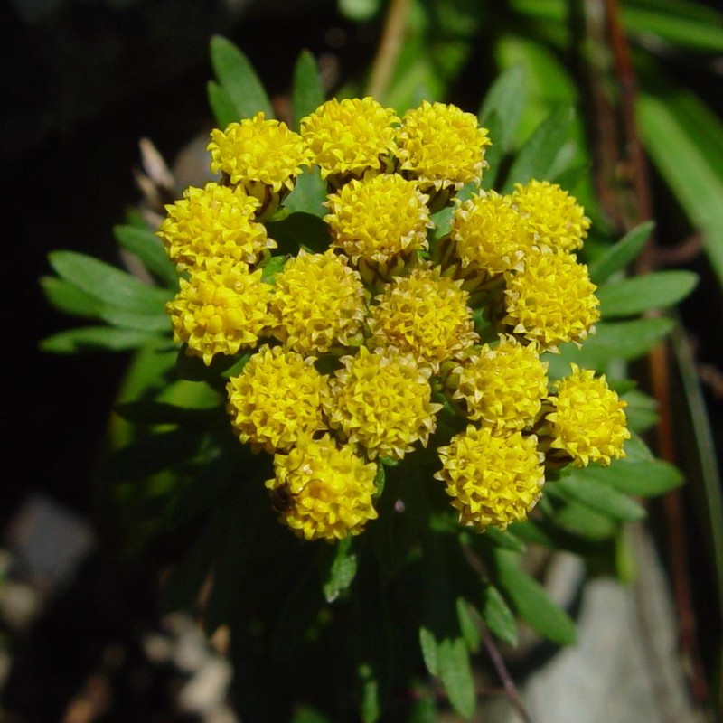 Ajania rupestris