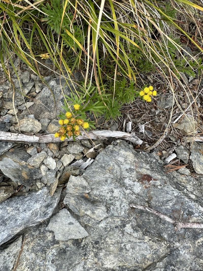 Ajania rupestris photo 2