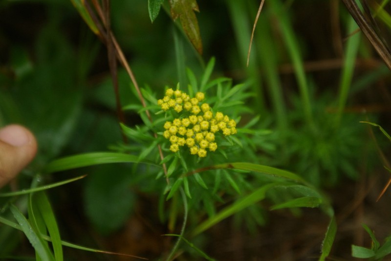 Ajania rupestris photo 3