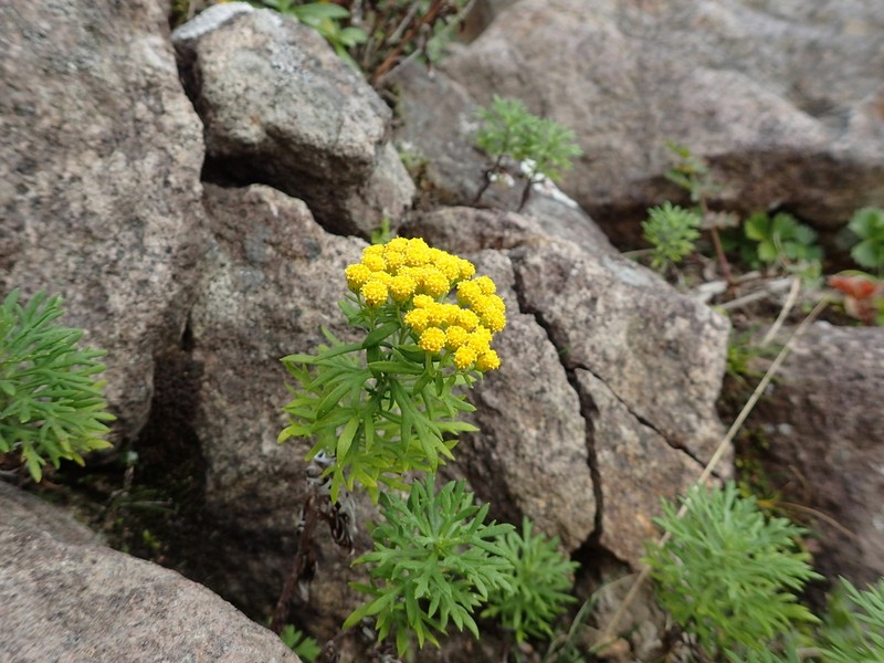 Ajania rupestris photo 4