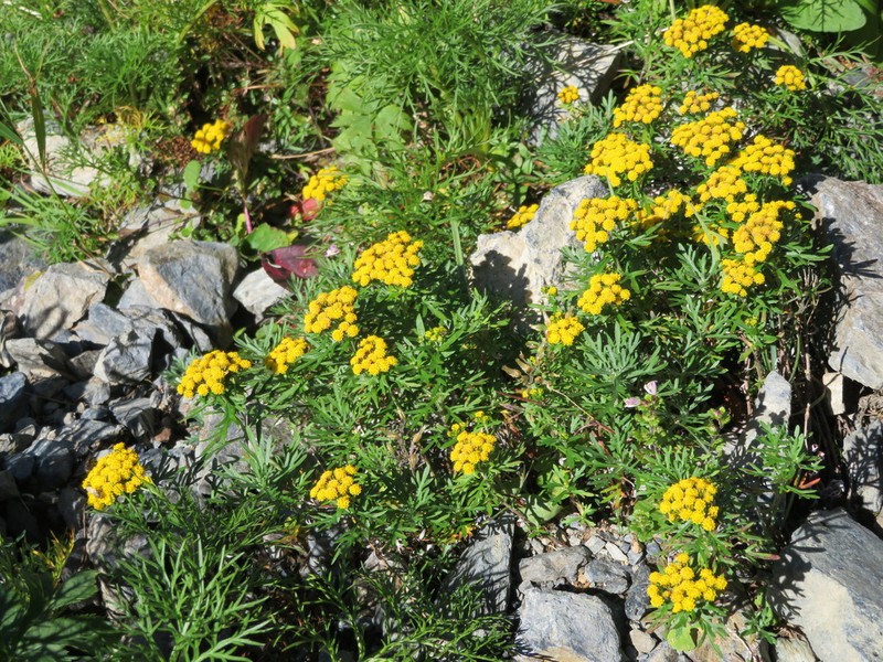 Ajania rupestris photo 5