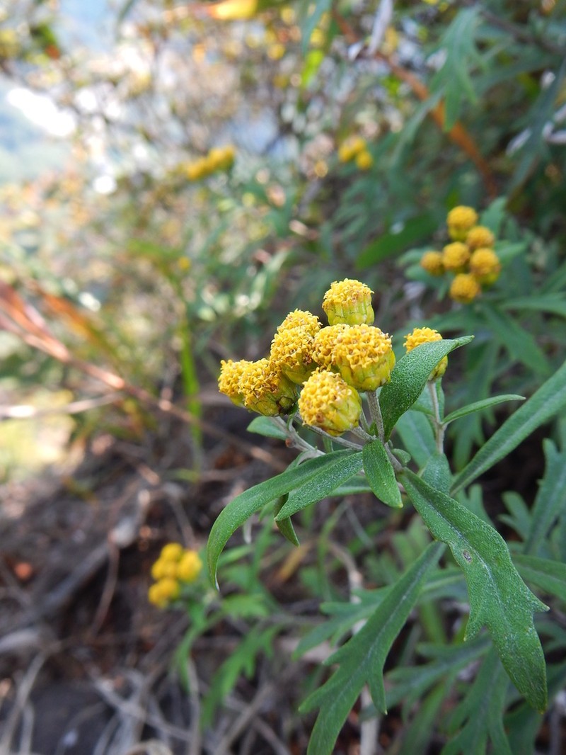 Ajania rupestris photo 6