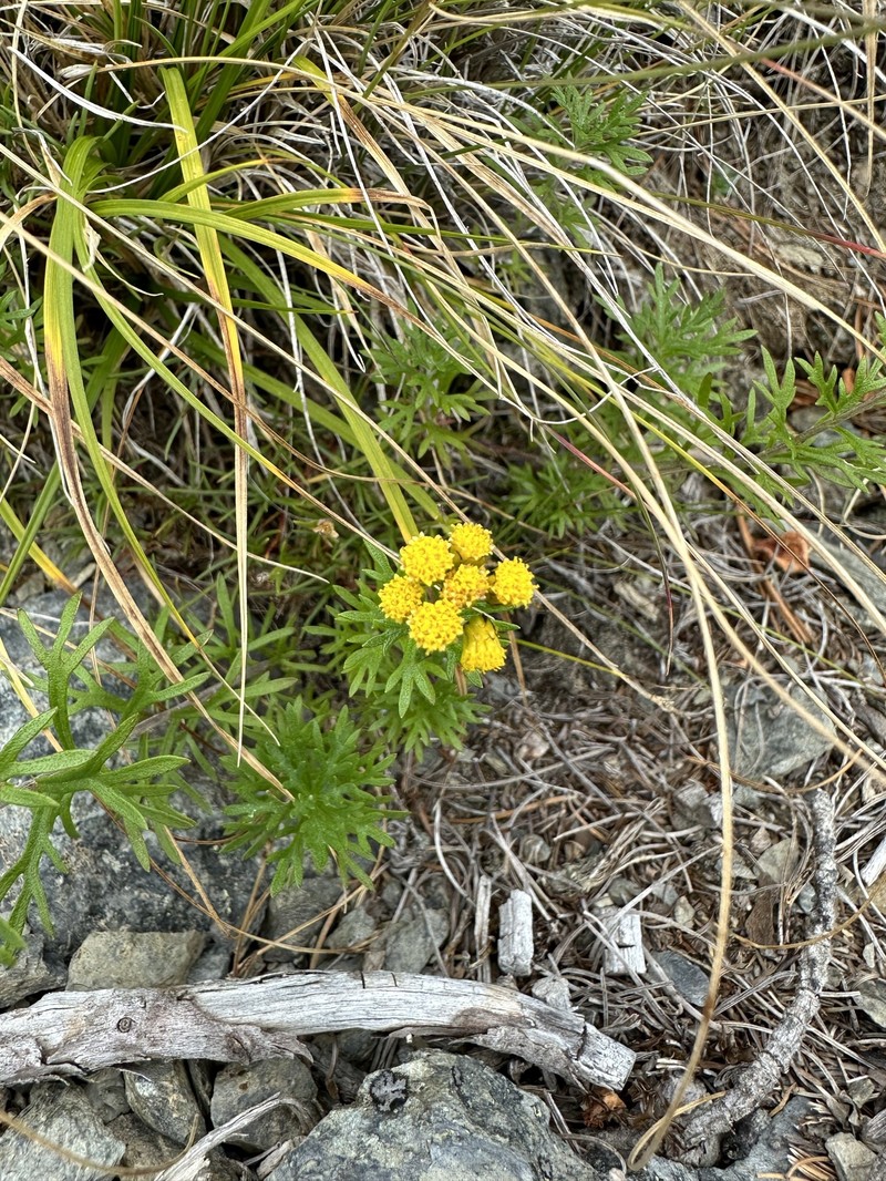 Ajania rupestris photo 7