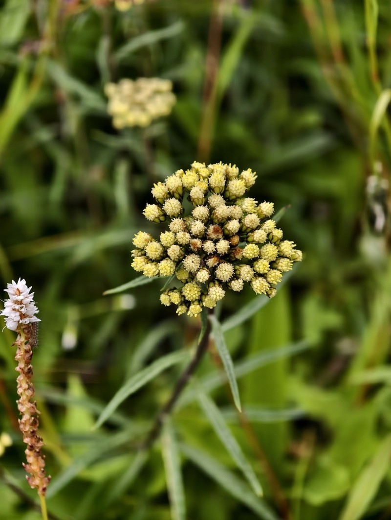 Ajania salicifolia photo 2