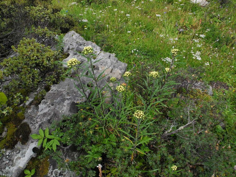 Ajania salicifolia photo 3