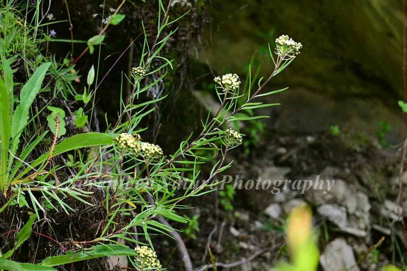Ajania salicifolia photo 4