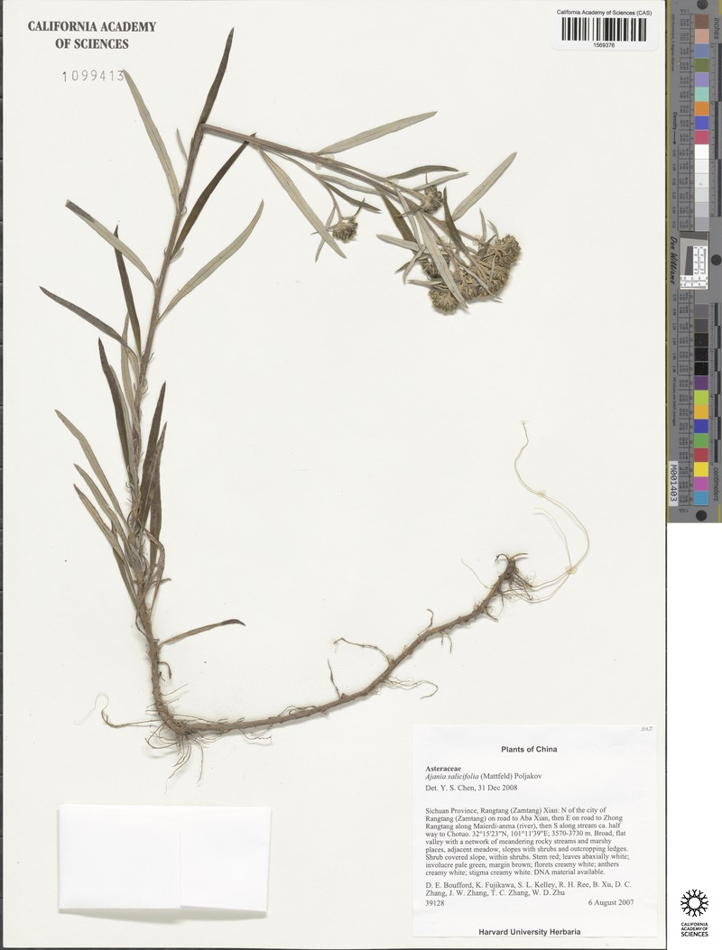Ajania salicifolia photo 5