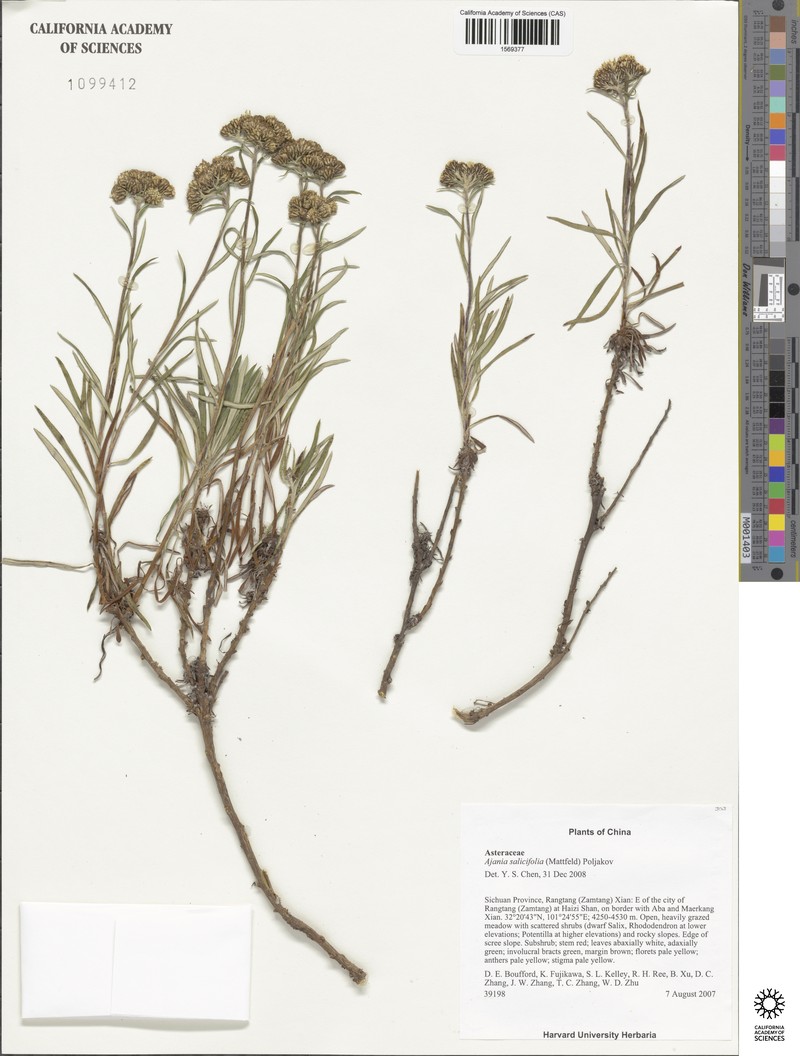 Ajania salicifolia photo 6