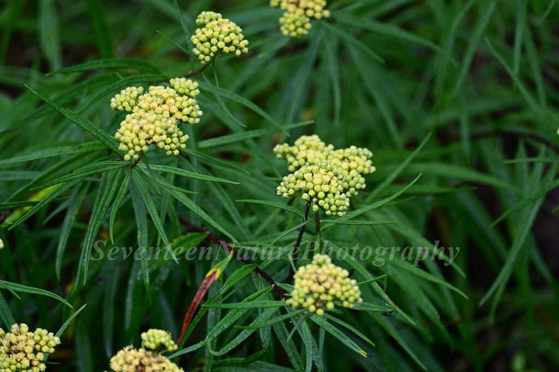 Ajania salicifolia