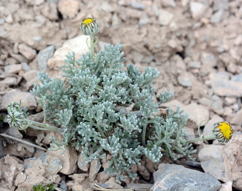 Ajania scharnhorstii photo 2