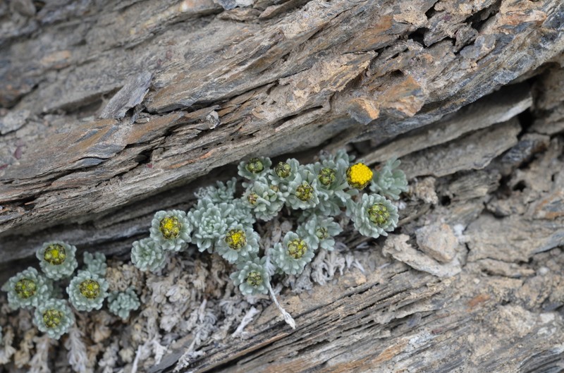 Ajania scharnhorstii photo 3