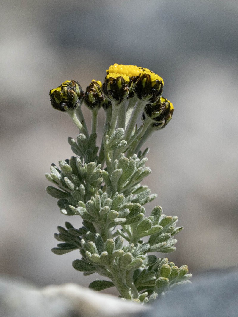 Ajania scharnhorstii photo 4
