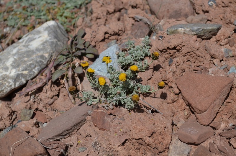 Ajania scharnhorstii photo 5