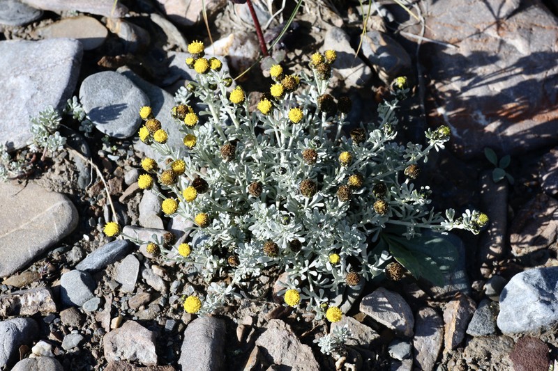Ajania scharnhorstii photo 6