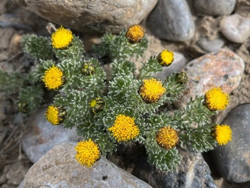 Ajania scharnhorstii photo 7