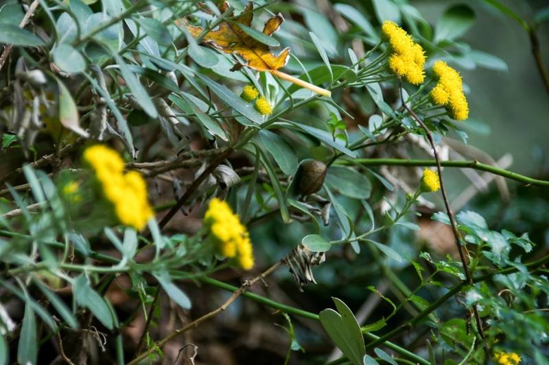 Ajania shiwogiku photo 3