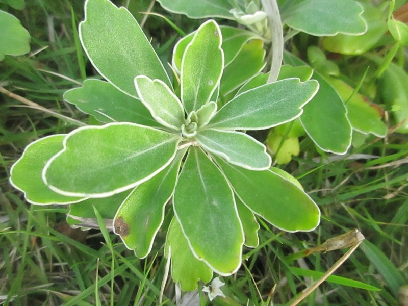 Ajania shiwogiku photo 8