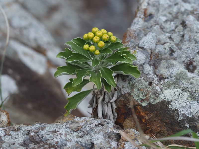Ajania shiwogiku var. kinokuniensis