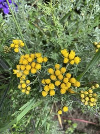 Ajania tenuifolia