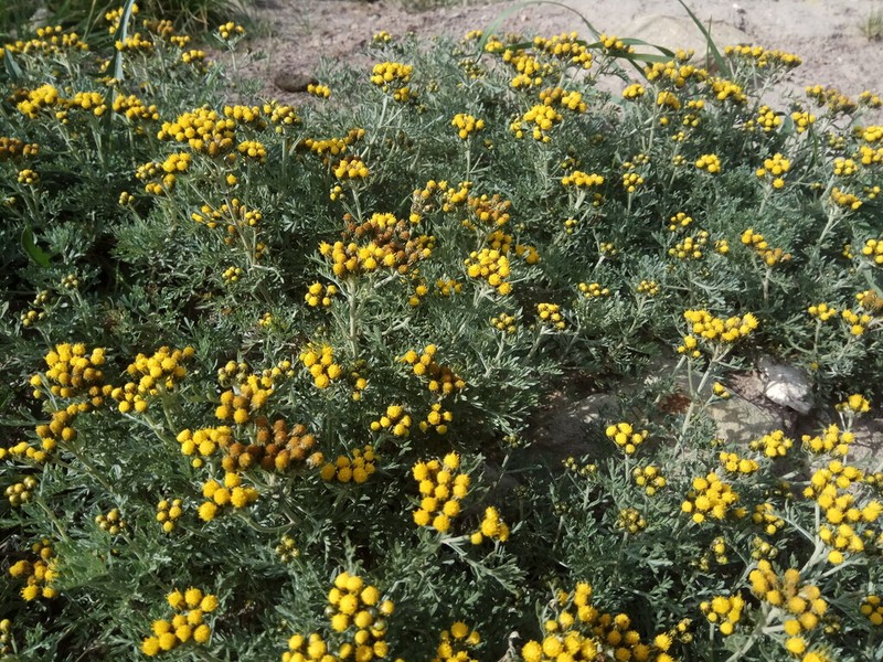 Ajania tenuifolia photo 2