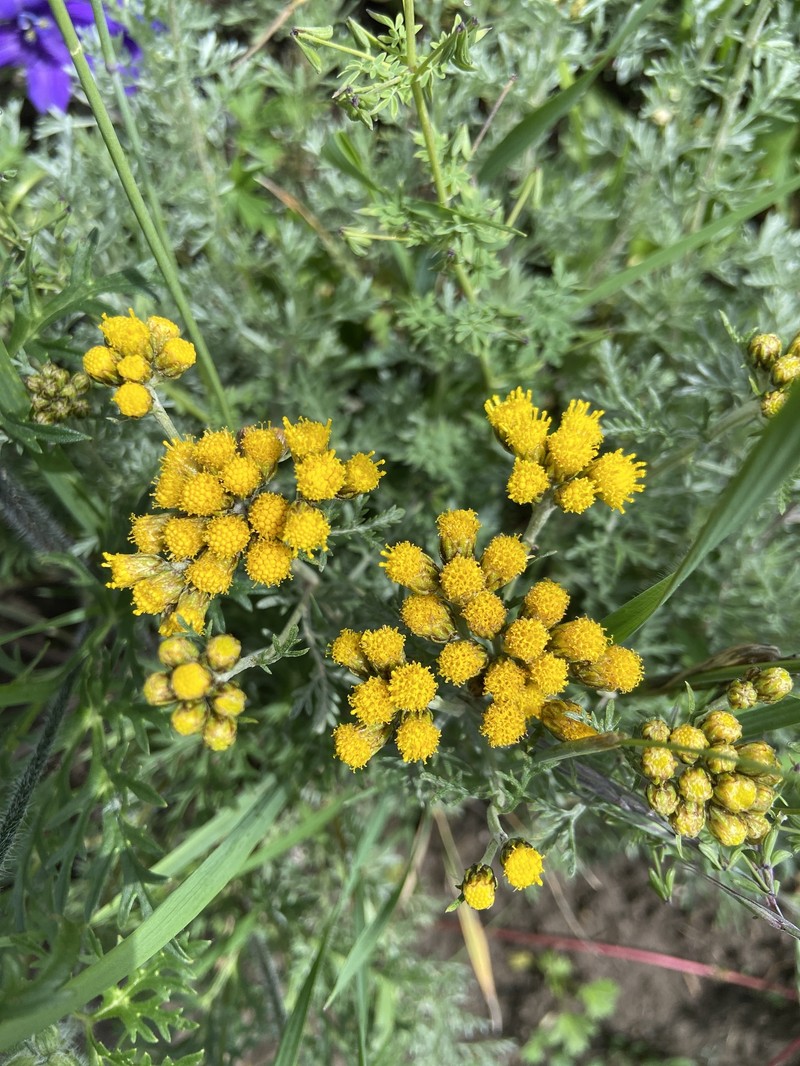 Ajania tenuifolia photo 3