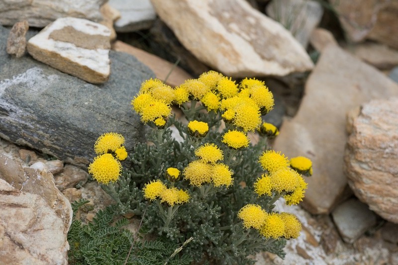 Ajania tibetica photo 3