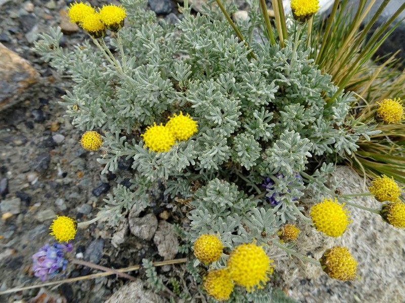 Ajania tibetica photo 5