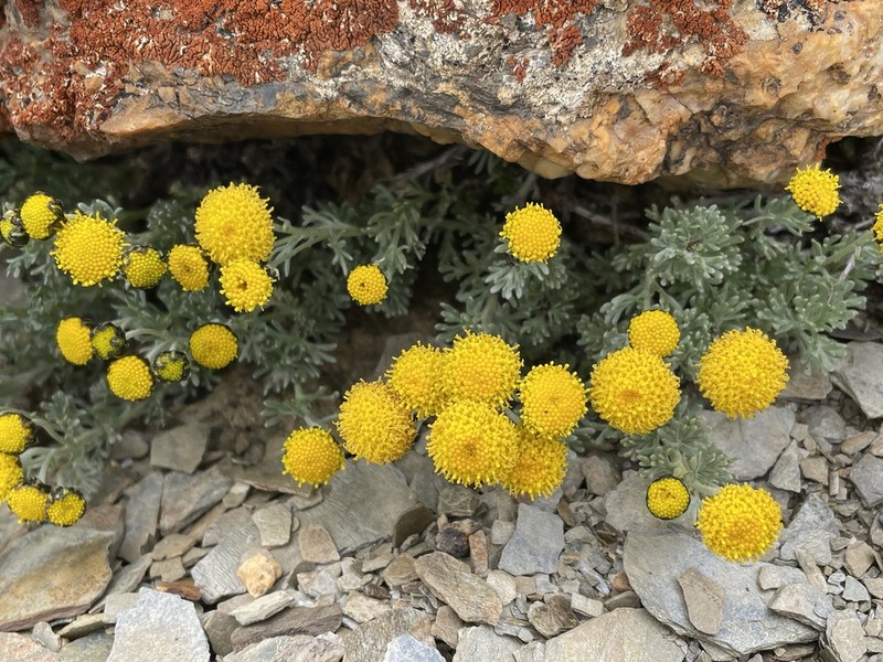 Ajania tibetica photo 6