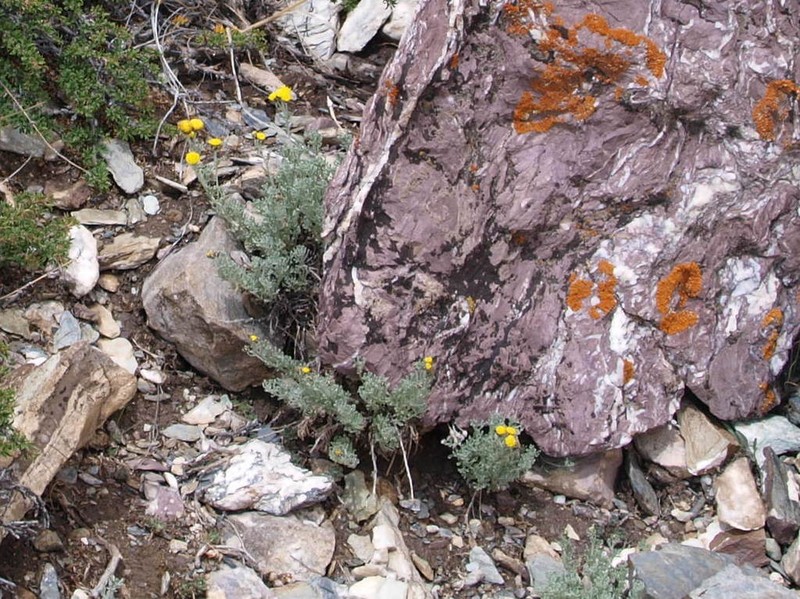 Ajania tibetica photo 8