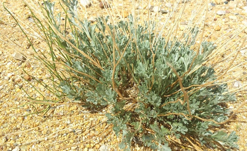 Ajania trifida