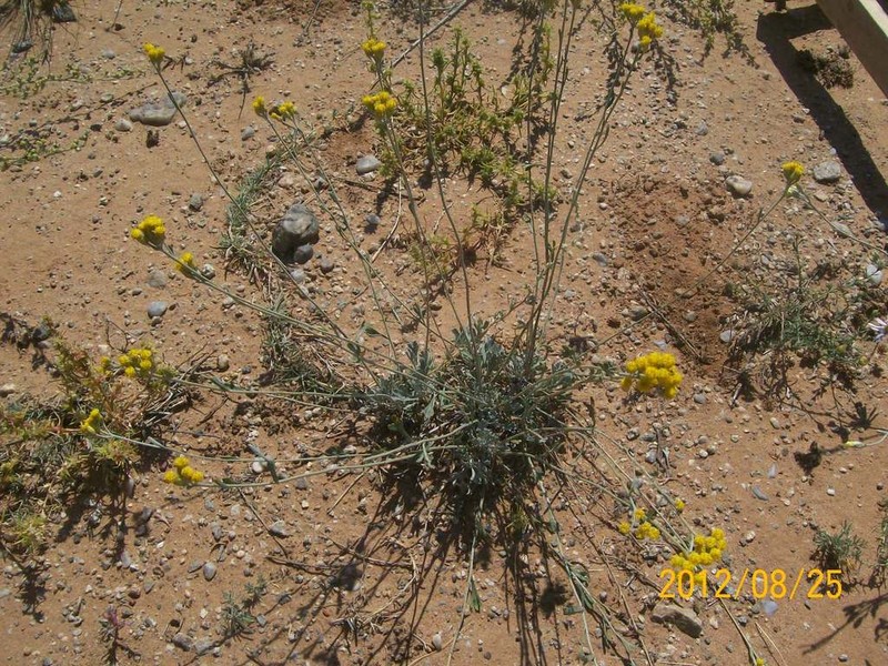 Ajania trifida photo 2