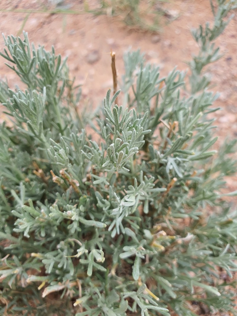 Ajania trifida photo 3