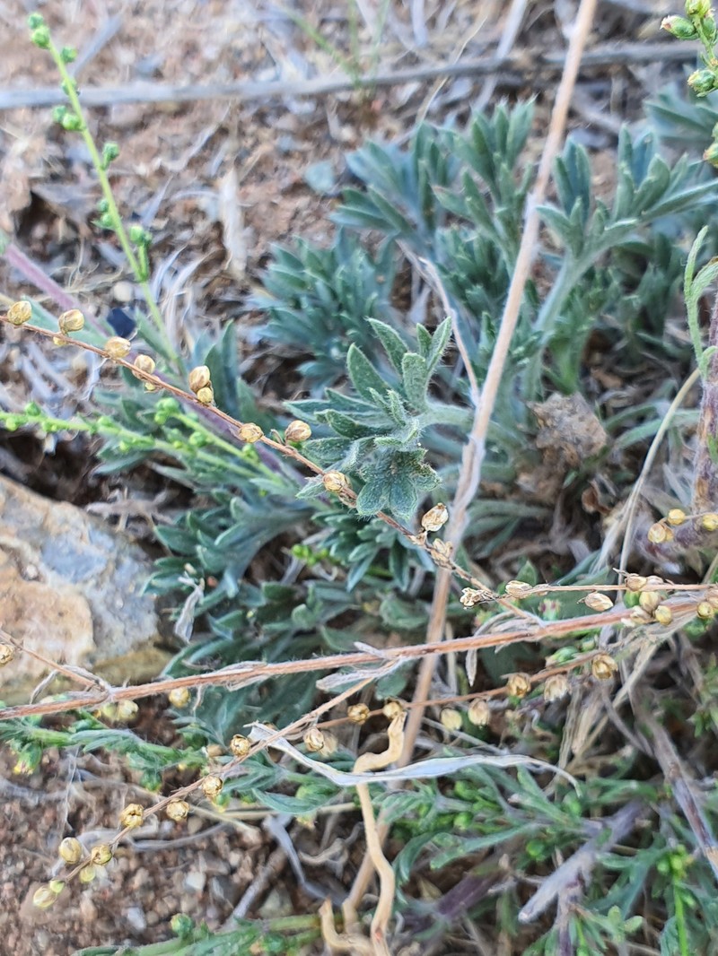 Ajania trifida photo 4