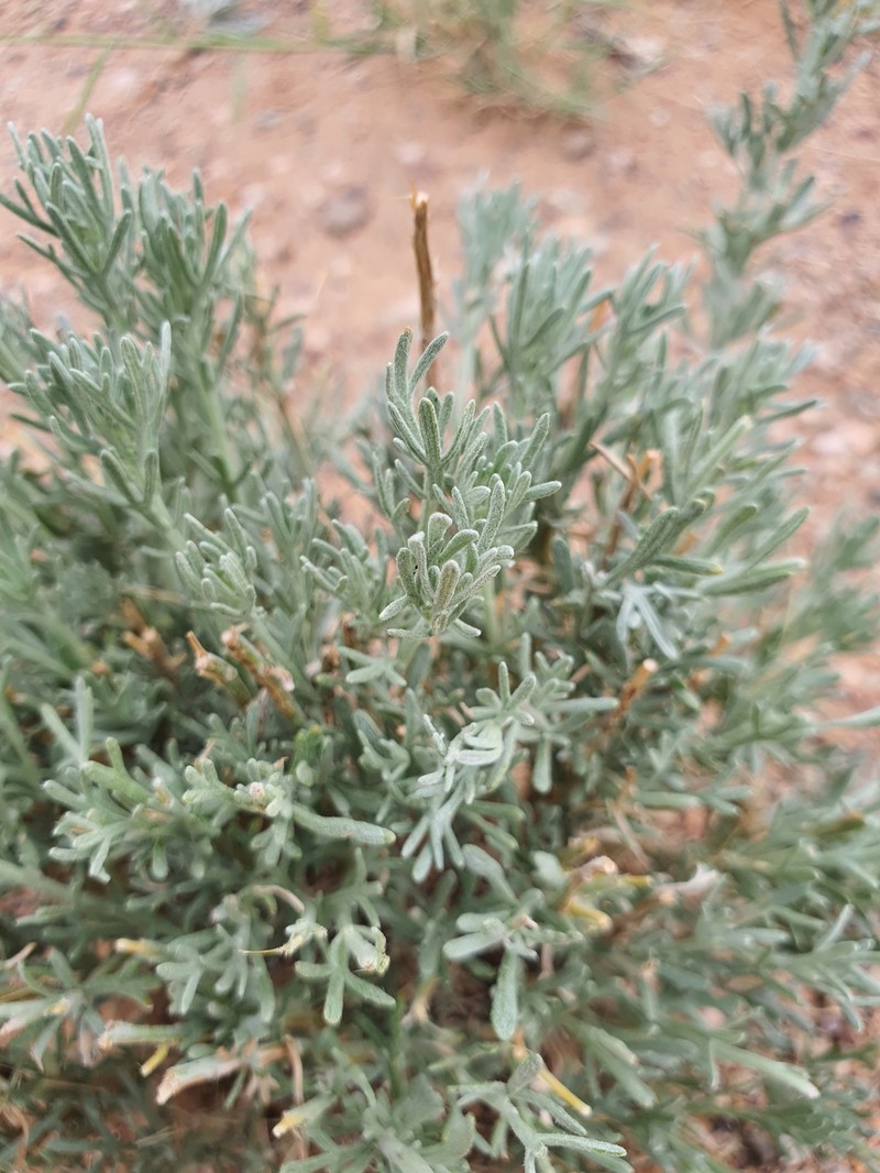 Ajania trifida photo 6