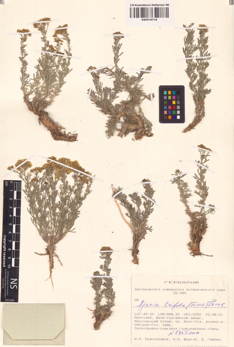 Ajania trifida photo 8