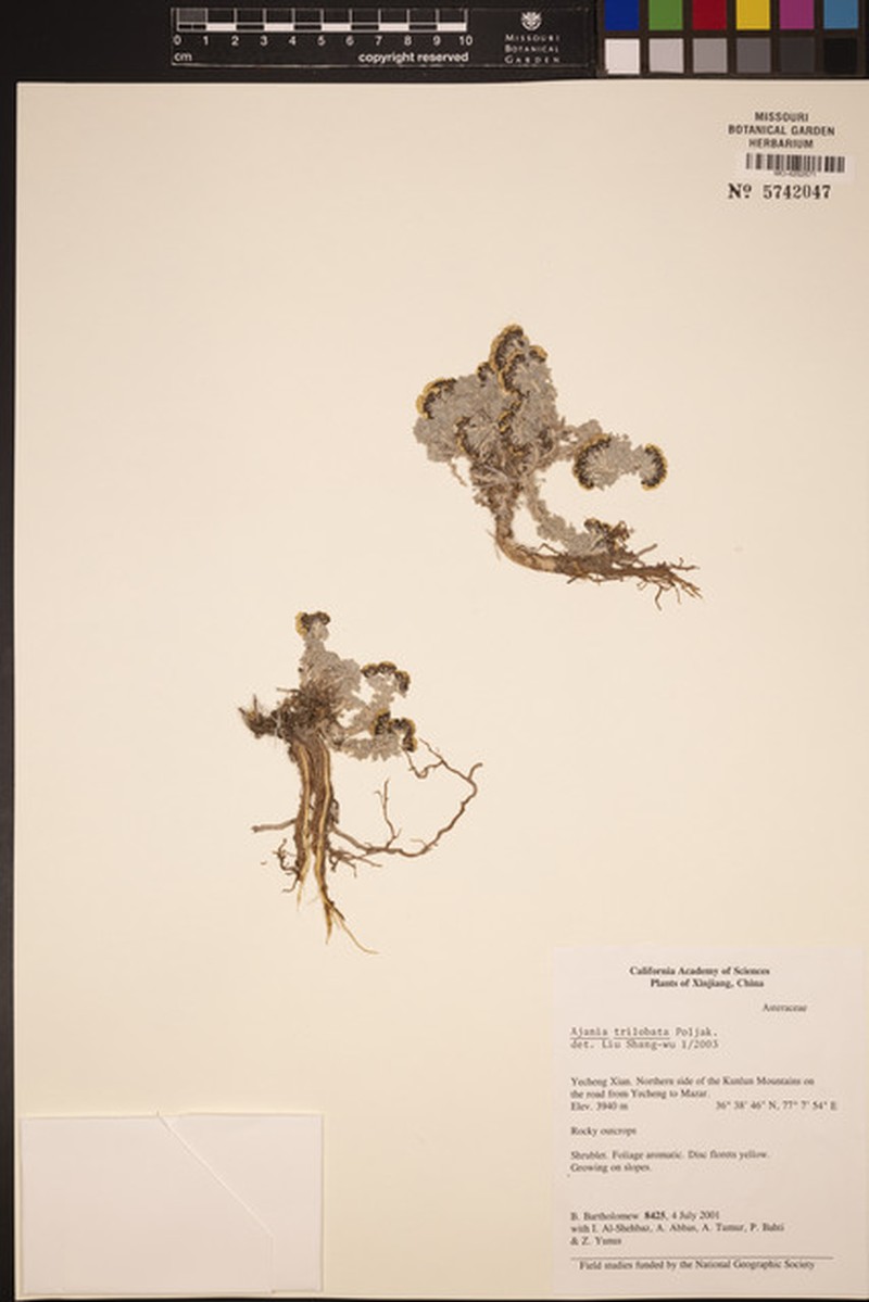Ajania trilobata photo 3