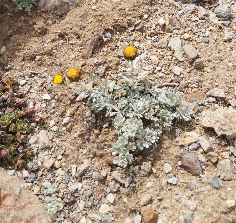 Ajania trilobata photo 2