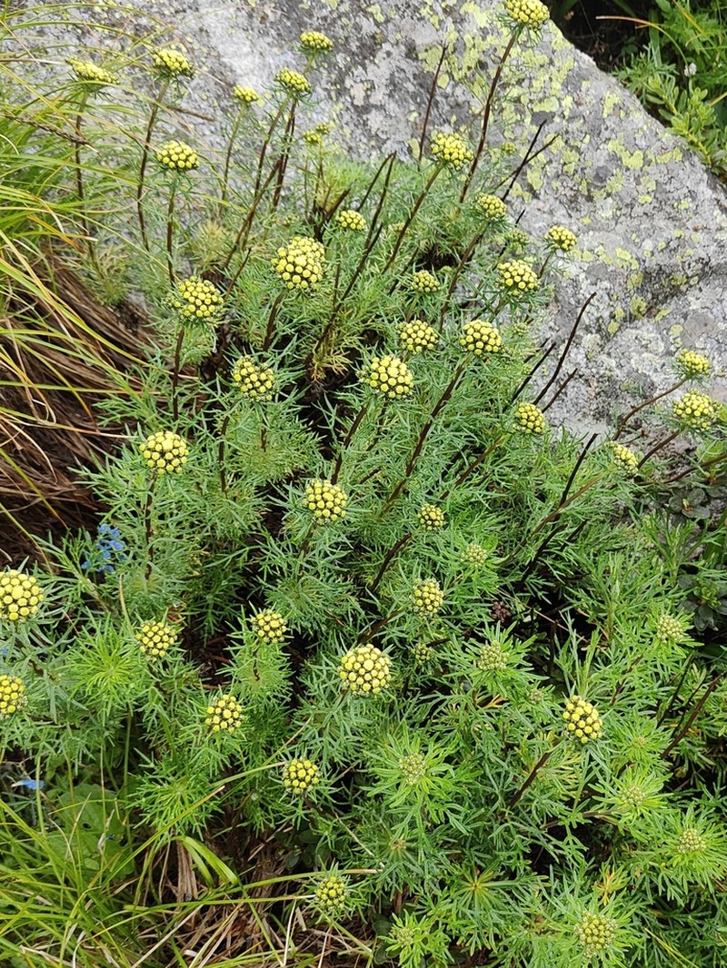 Ajania variifolia