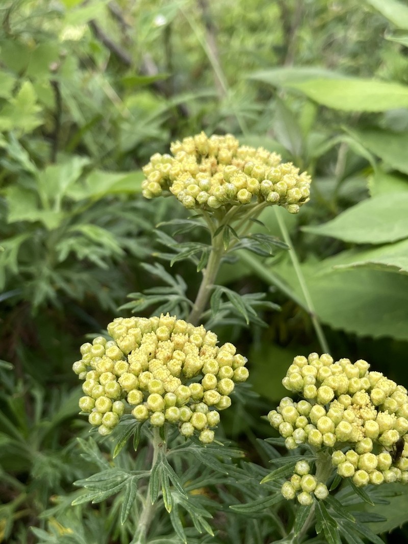 Ajania variifolia photo 3