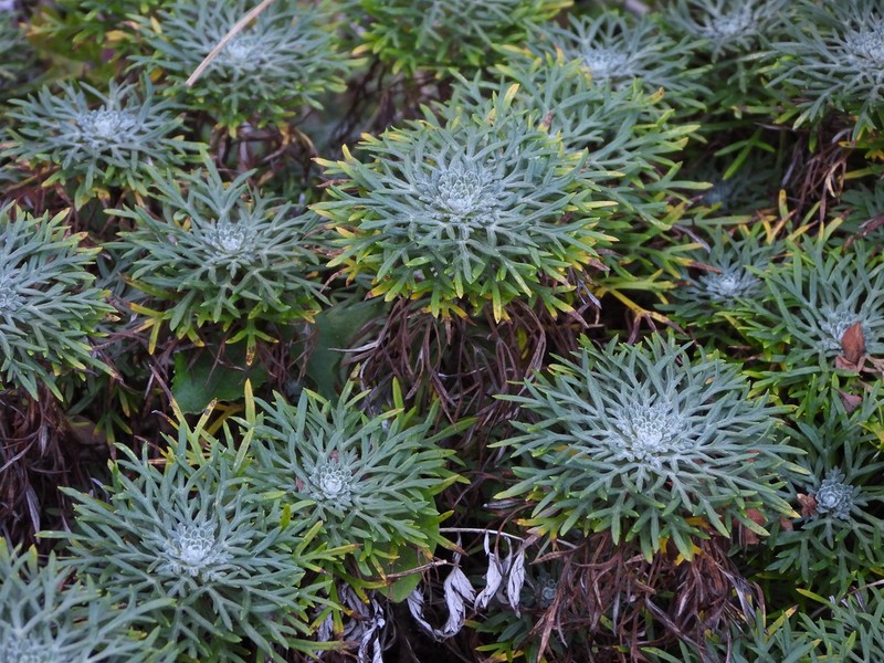Ajania variifolia photo 4