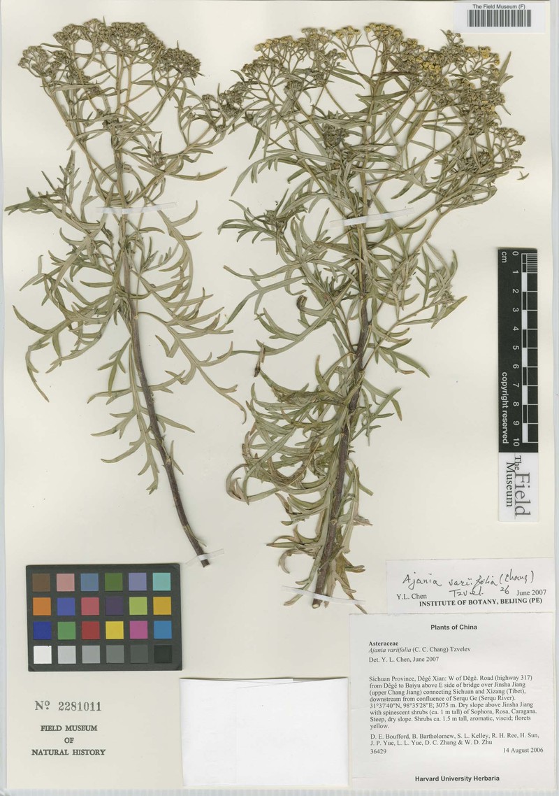 Ajania variifolia photo 5