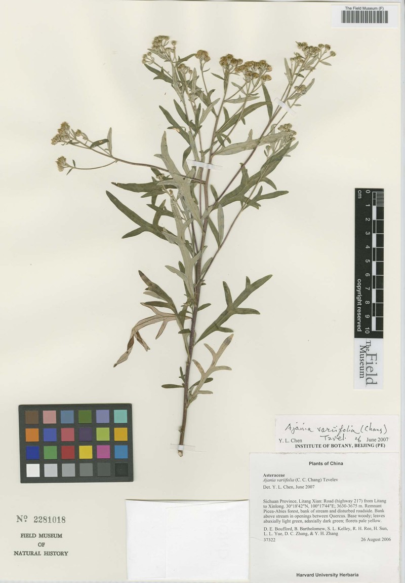 Ajania variifolia photo 6