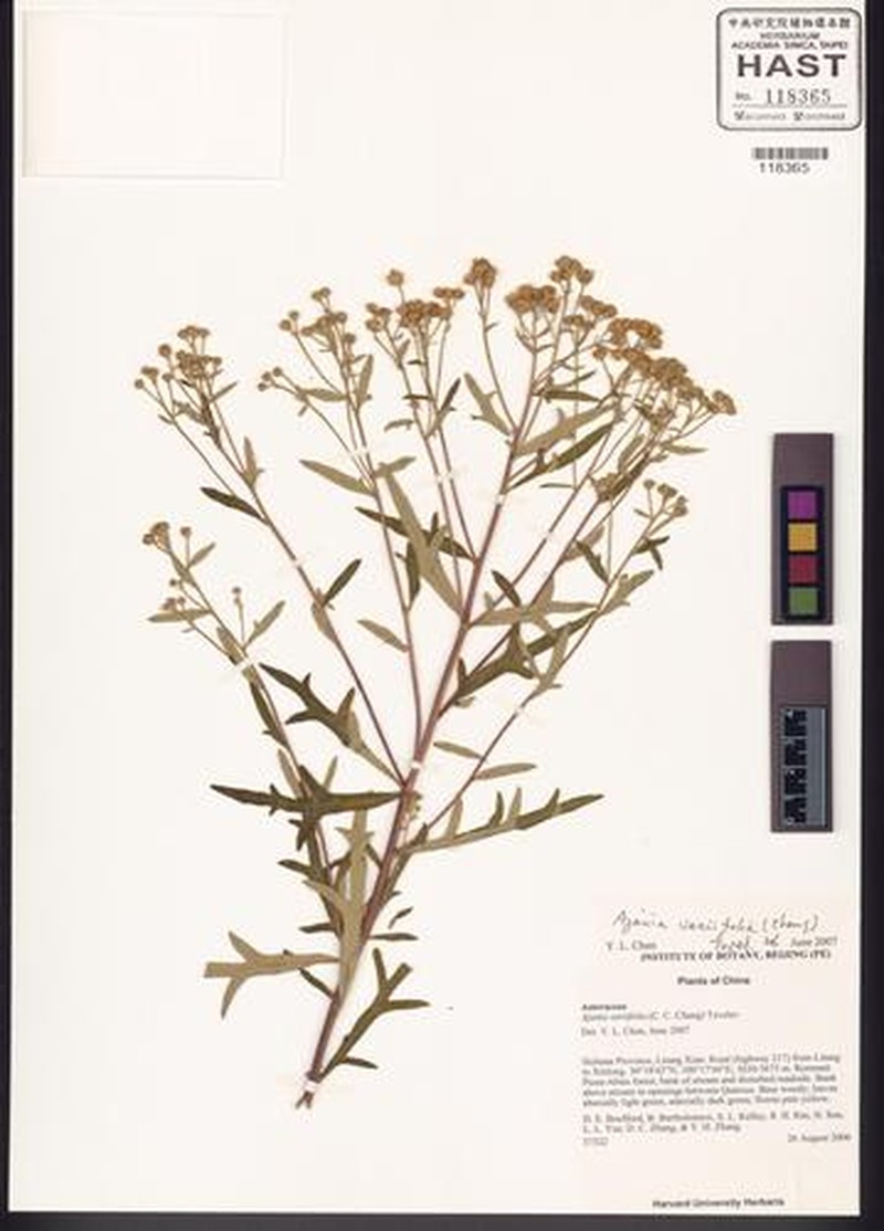 Ajania variifolia