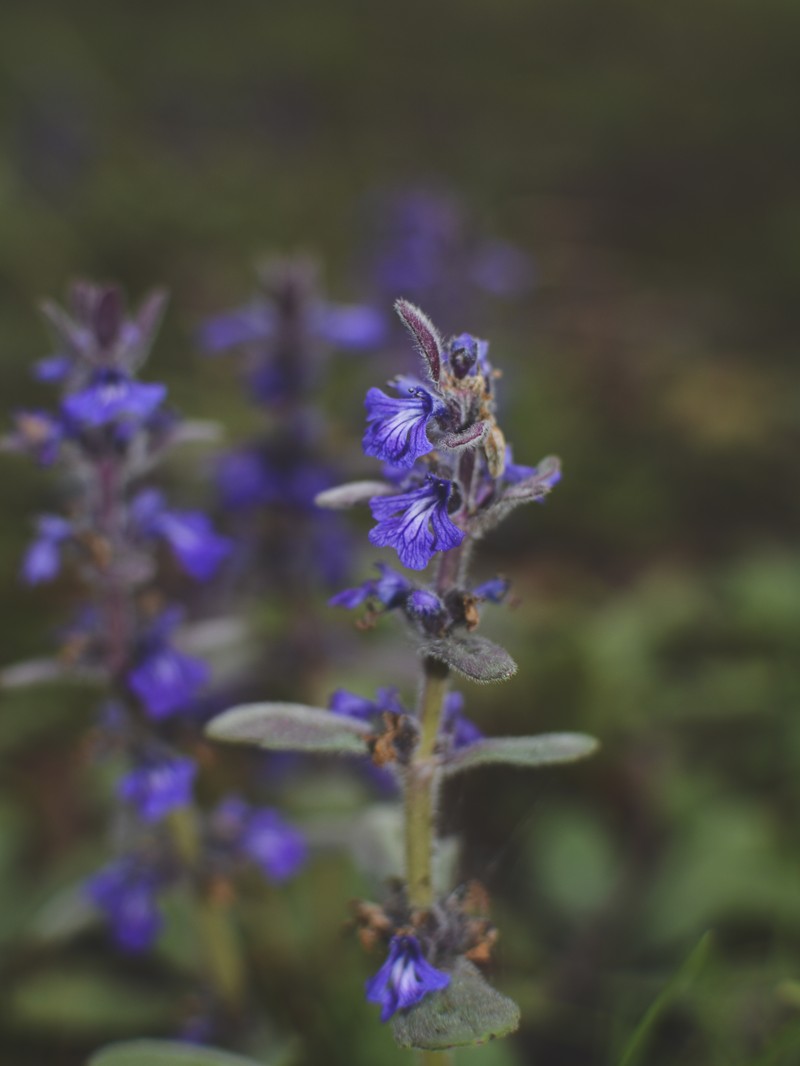Ajuga australis photo 2